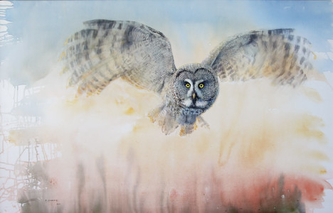 Silent Wings (Great Grey Owl) / Tysta Vingar (Lappuggla) 🔴