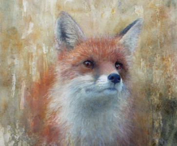 Summer – Red Fox / Sommar – Räv
