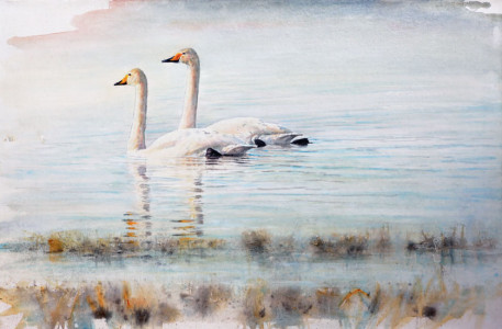 Spring Flood (Whooper Swan) / Vårflod (Sångsvan)