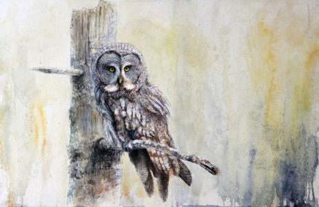 Great Grey Owl / Lappuggla