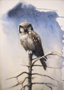 Northern hawk-owl / Hökuggla