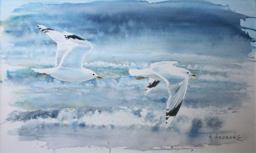 Between sea and sky, common seagull / Mellan himmel och hav, fiskmås