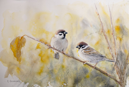 Autumn, Tree sparrow / Höst, pilfink