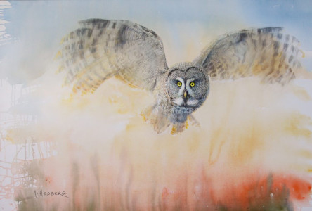 Majestic wings, Great grey owl / Majestätiska vingar, Lappuggla