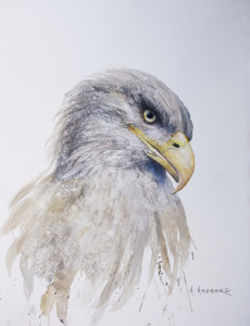 White-tailed eagle / Havsörn