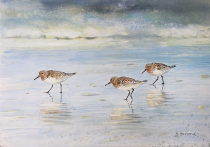Water brow, sanderlings / Vid vattenbrynet, sandlöpare