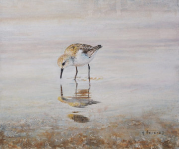 Shallow, sanderling / Grunt, sandlöpare